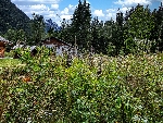 Terrain La Joux - 